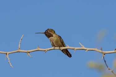 March 31, 2014<br>Annas Hummingbird