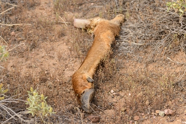 April 4, 2014<br>You never know just what you'll come upon in the desert.