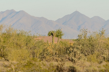 April 8, 2014<br>Great Horned Owl flying away from distant nest as I approach.  I'm at least 1/4 mile away here.