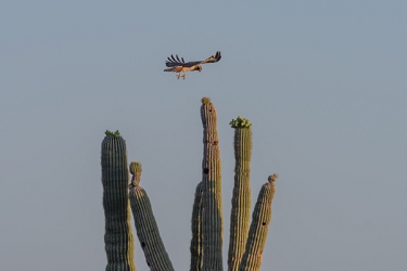 May 6, 2015<br>Harris Hawk landing sequence