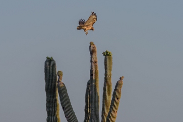 May 6, 2015<br>Harris Hawk landing sequence