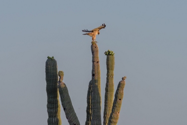 May 6, 2015<br>Harris Hawk landing sequence