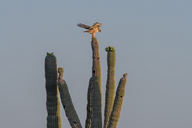 May 6, 2015<br>Harris Hawk landing sequence