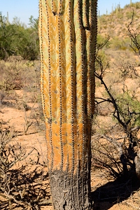 November 6, 2016<br>Tucson area - oddly colored Saguaro