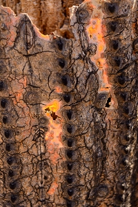 November 6, 2016<br>Tucson area<br>Dead Saguaro skin