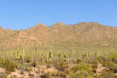 November 6, 2016<br>Saguaro National Park west