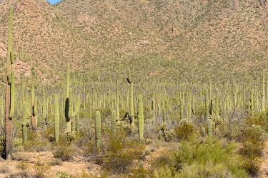 November 6, 2016<br>Saguaro National Park west