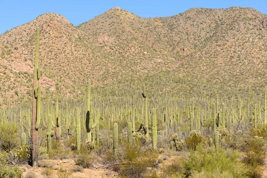 November 6, 2016<br>Saguaro National Park west