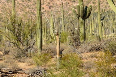 November 6, 2016<br>Saguaro National Park west