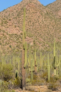 November 6, 2016<br>Saguaro National Park west