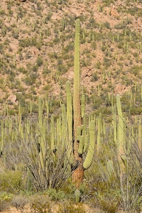 November 6, 2016<br>Saguaro National Park west