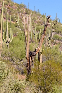 November 6, 2016<br>Saguaro National Park west