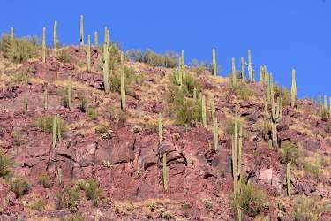 November 6, 2016<br>Saguaro National Park west