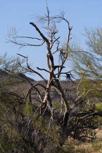 May 13, 2020<br>10 days ago two juvenile owls were perched on the very top of this dead tree.  No such luck today, so I started looking around the area.   I looked at this tree three times from different angles.  As I was walking back around, I finally noticed this Great Horned Owl just sitting there watching me.