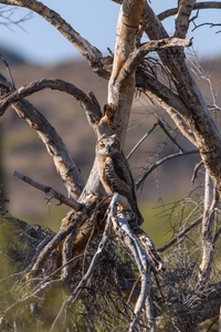 May 13, 2020<br>A better view of the youngest of this year's Great Horned Owls.<br><br>Why youngest?  Because the other three chicks from this year's clutch have already gotten farther away from the nest.  Two of them were out of the nest a good two weeks ago.  <br><br>When the young birds leave the nest, they can't really fly much, and they spend a week or so very close by the nest, sitting in trees that are very easy for a beginning flyer to navigate.  Eventually they move on to Palo Verde trees with trickier landings (and much more cover).  After a few weeks they leave the area.  The parents come back in January to nest again.  Except I think there may be no nest to come back to next January.