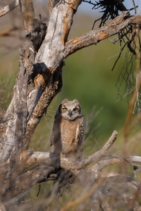 May 13, 2020<br>A much better angle, but there are a lot of sticks in the way trying to get a sightline to this juvenile Great Horned owl.