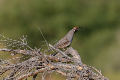 May 13, 2020<br>A horizontal crop.   Gambel's Quail.