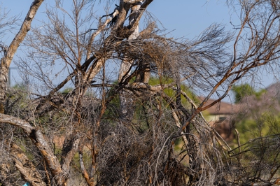 May 13, 2020<br>Cam-owl-flage.   Finding these birds can be extremely difficult unless you have the exact right angle to have a good sighline.  They hide in trees with lots of branches.  Here the owl is on the opposite side of this dead tree.  No real chance of spotting him from here, though you can see him a bit through the middle.