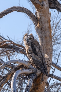 May 13, 2020<br>While walking around the dead tree looking for the other chicks I know must be close by, I get yet another angle to the first owl.
