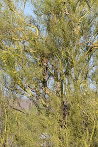 May 13, 2020<br>And I am rewarded by spotting Great Horned Owl chick #2 hiding in a nearby Palo Verde tree.   Again, if you don't have a good sightline, these birds can be very difficult to find.  Here I knew there was likely to be a bird AND I knew it was likely to be in this (and one or two other) trees because they were closest to the nest.