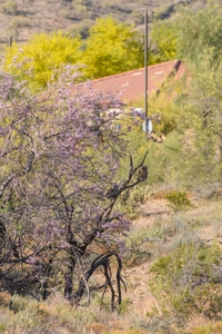 May 13, 2020<br>A sudden movement 100 yards away to my left caught my eye as an owl flew out of a bush into a blooming Ironwood tree.  And there was another owl already in that tree.