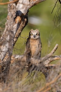 May 13, 2020<br>Walking back around the dead tree yet again (had to go back and retrieve a tripod), I have another good view of owl #1.