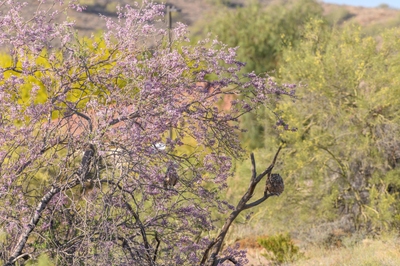 May 13, 2020<br>Now I'm walking down toward a pair of owls in a blooming Ironwood tree.