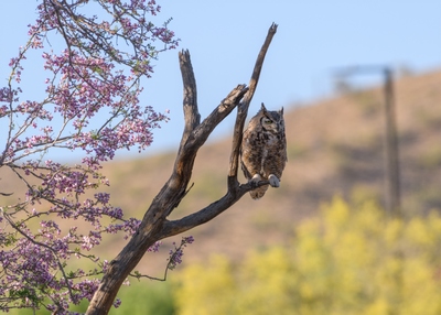 May 13, 2020<br>Great Horned Owl.<br>Based on size (female Great Horned Owls are bigger than the males) and behavior (the mother birds tend to stay much much closer to the chicks than the males), I think this is the mother of the chicks.