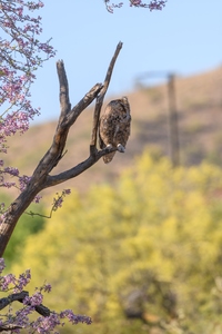 May 13, 2020<br>I knew as I approached, slowly, that at some point the owl would take off and fly away.  This is how I get some bird-in-flight shots, but it is tough.  First, an owl waits until you look down for a split-second before they slightly take off.  Second, they are very likely to fly away from you.  Third, you have to look down as you approach in the desert because there are rattlesnakes out there too.