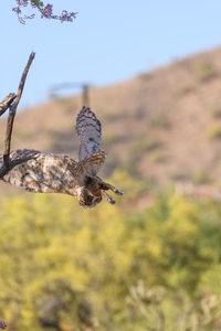 May 13, 2020<br>Notice how she kicks her feet out with every wing flap.