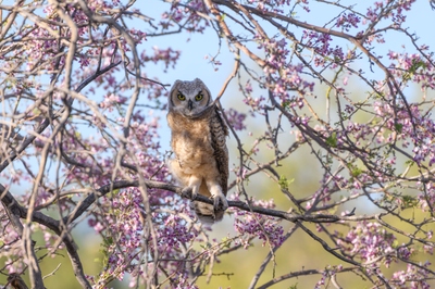 May 13, 2020<br>Here is a juvenile Great Horned Owl sitting in an Ironwood tree.