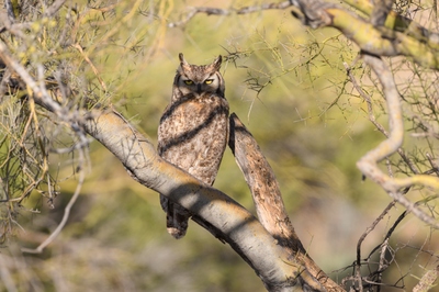 May 13, 2020<br>The adult female flew away to a nearby branch.  I followed and got some shots, but the shadows give her sort of a Zorro look.