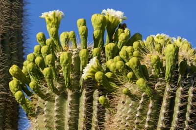 May 13, 2020<br>It's the time of year that Saguaro cactus blooms.  This will go on into early June around the Sonoran desert.