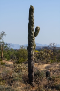 May 13, 2020<br>This one cactus is just extremely twisty, and I have lots of pictures of it over the years.  The nearest Saguaro cacti also have some of these swirls, so I'm thinking some weird weather phenomenon locally 60-70 years ago?
