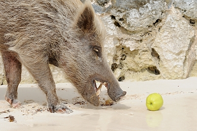 February 2, 2012<br>Connie sees a boar.