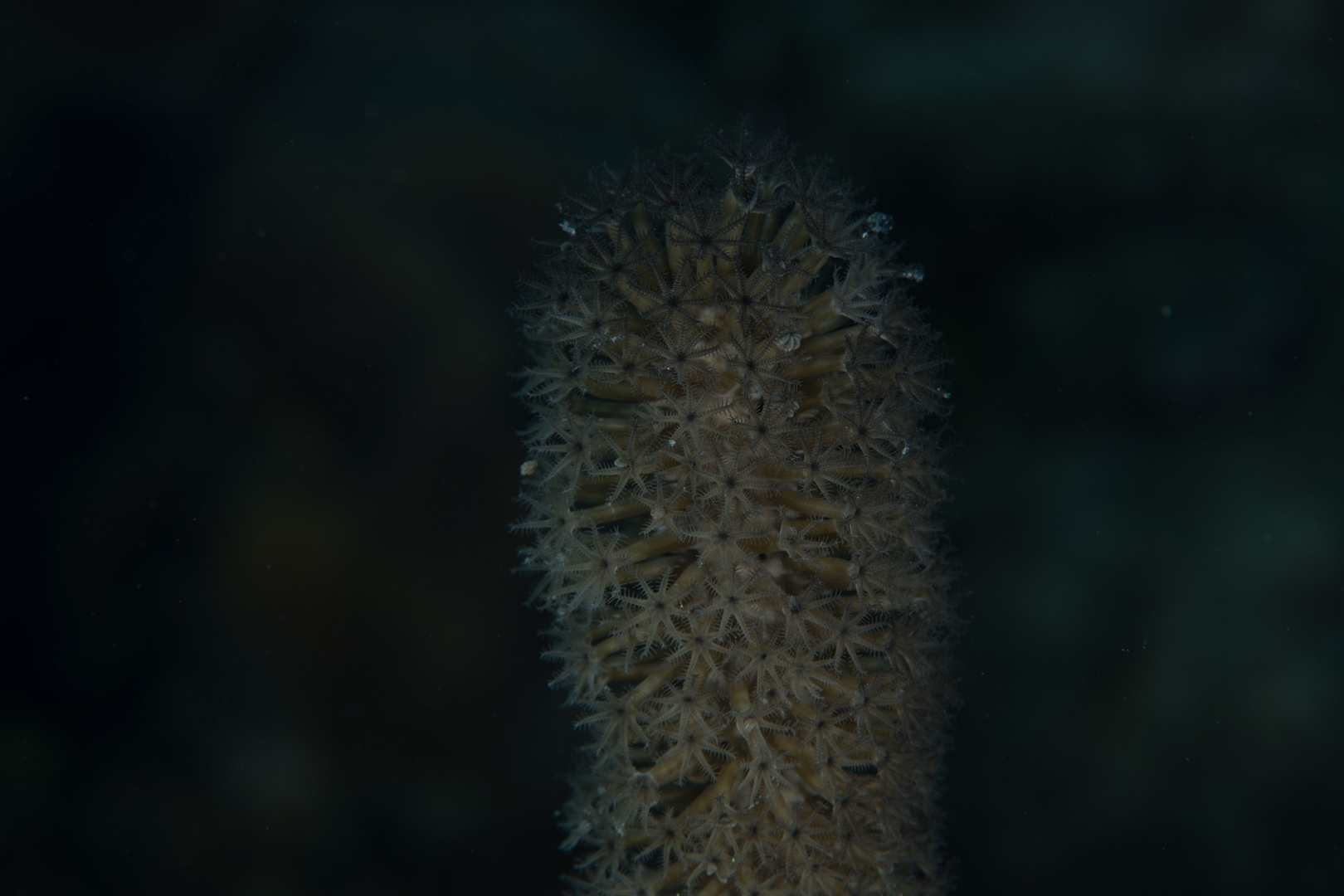 190319-143546-0-D850-2-1.jpg