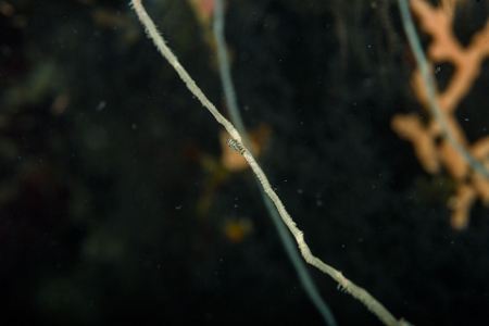 September 25, 2017<br>A tiny wire shrimp on wire coral.  Range about 2 feet with 105mm lens.