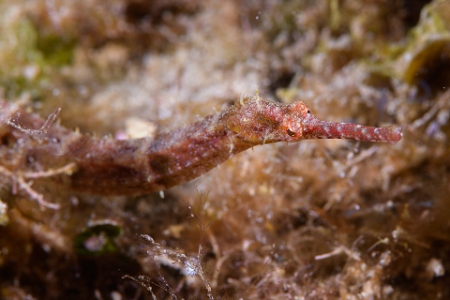 March 17, 2019<br>Pipefish, fixed