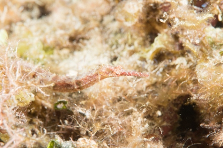 March 17, 2019<br>A pipefish, with too much flash