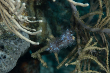 March 17, 2019<br>Painted Tunicates hiding in the 'bushes'
