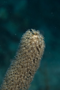 March 17, 2019<br>Sea Rod from a foot or so away.