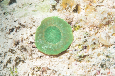 March 17, 2019<br>An over-exposed Artichoke Coral