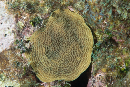 March 18, 2019<br>I like the patterns of this Delicate Lacey coral, but too many distracting elements.
