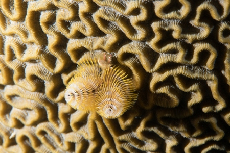March 18, 2019<br>Not the best angle for this Christmas Tree worm.