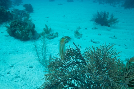 March 19, 2019<br>Shot in ambient lighting with wide angle.  Hey - underwater you shoot with the lens you brought!