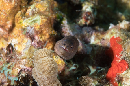 March 20, 2019<br>This Goldentail Moray Eel is actually only about an inch in diameter, but it will look more impressive cropped.