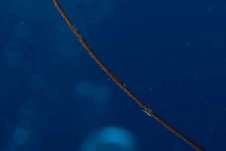 March 20, 2019<br>Ah - the wire shrimp on wire coral challenge.  It's always hard to get close enough, focus on the actual shrimp AND get a shot before they move off.