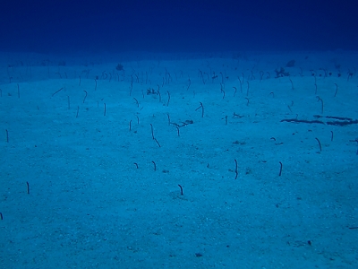 February 7, 2012<br>Thousands of garden eels.