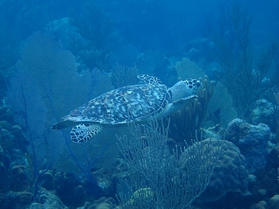 February 7, 2012<br>Hawksbill turtle - at Hawksbill Reef.
