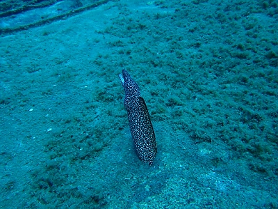 February 8, 2012<br>A spotted moray eel pops up to see what is going on.